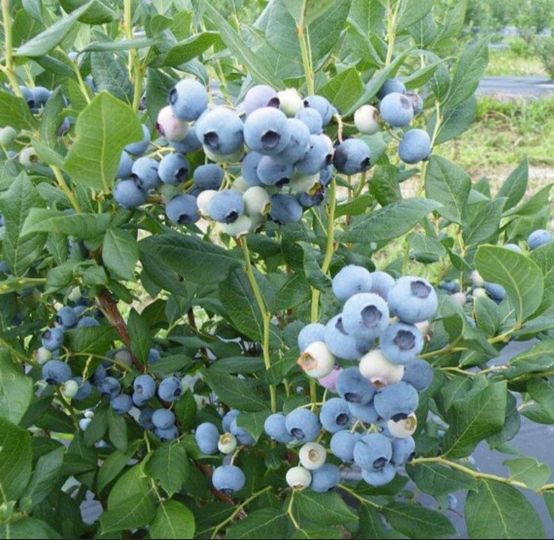 Heintooga Blueberry Starter Plant - Highbush Variety - Vaccinium corymbosum - Rooted & Ready for Potting