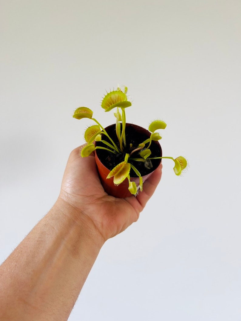 Venus Flytrap Plant - 2in King Henry Cultivar - Carnivorous Houseplant - Fun for Kids - Dionaea muscipula