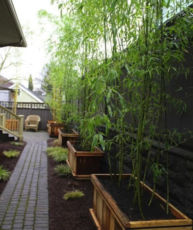 Silverstripe Bamboo Plant - 1 Gallon - Bambusa multiplex - Tropical Clumping Bamboo for Privacy, Container, or Hedge