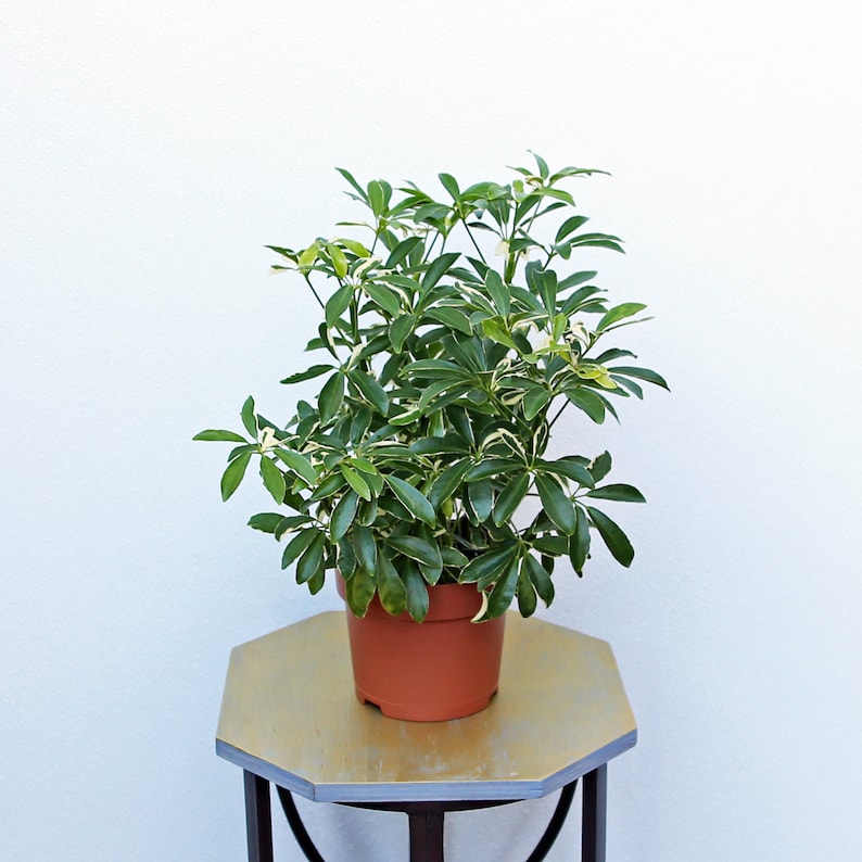 LIVE 6 Inch Variegated Arboricola Hawaiian Schefflera - Dwarf Umbrella Tree, Indoor Houseplant, Green Foliage, ARB Plant