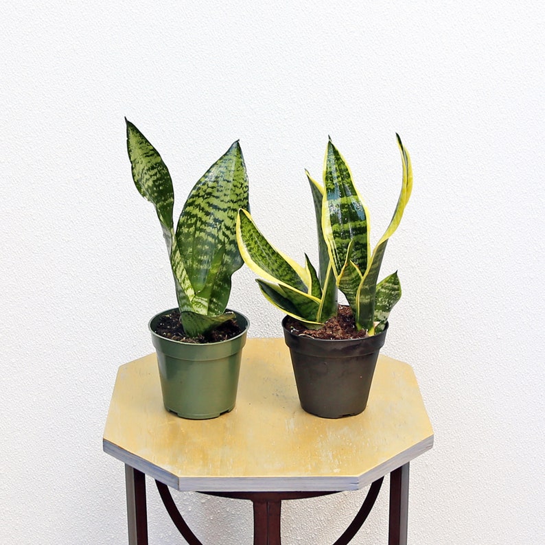 LIVE Sansevieria Snake Plant 4 Inch Pot | Mother-In-Law’s Tongue | Air Purifying Houseplant | Indoor Succulent Gift