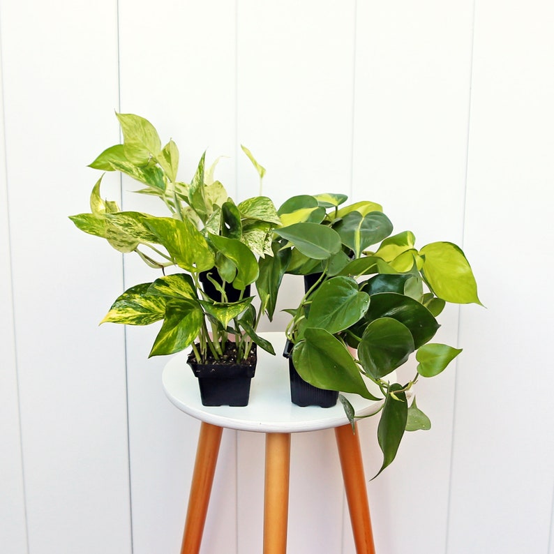 LIVE 3” Potted Plants Combo - Golden Pothos, Marble Queen Pothos, Brazilian Philodendron, Heartleaf Philodendron - Air Purifying Plants