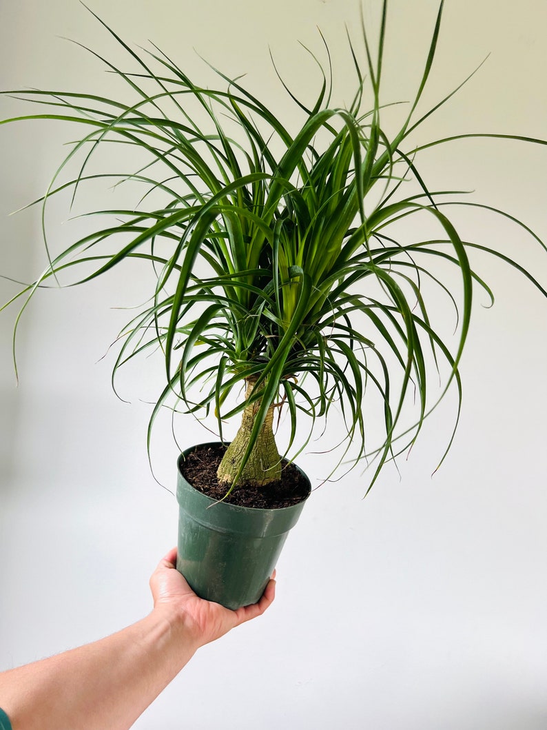 Ponytail Palm Plant - 6” Pot - Very Full Bulbed Palm - Drought Tolerant - Low Maintenance - Beaucarnea recurvata