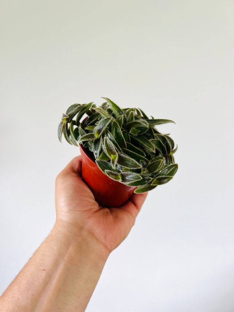 Tradescantia Snake Pit Plant - 4” Live Houseplant - Wandering Dude Collection - Easy Care Variety - Tradescantia Spp.