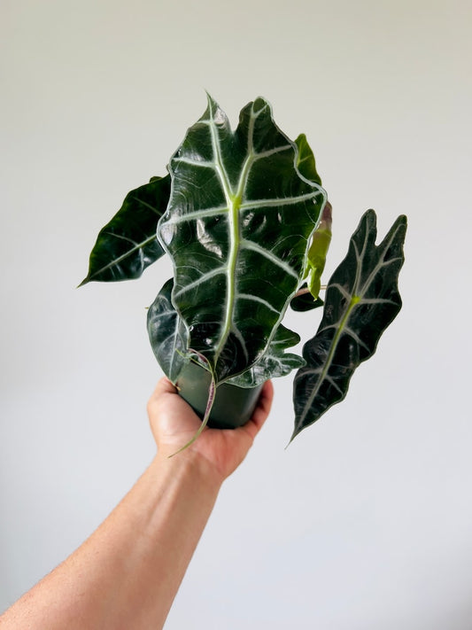 Alocasia Polly Live Plant - 4” or 6” Pot - African Mask Alocasia - Unique Dark Green Leaves - Alocasia amazonica
