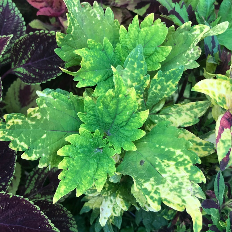 Coleus Cutting Live Plant, Gold Twist Variety, Ornamental Foliage, Easy Care Indoor/Outdoor, Coleus Scutellarioides