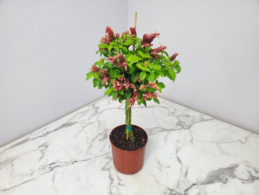 Braided Shrimp Tree Plant - 3 Gallon Red Flowers - Live Tropical Plant - Justicia brandegeeana - Exotic Indoor/Outdoor Decor