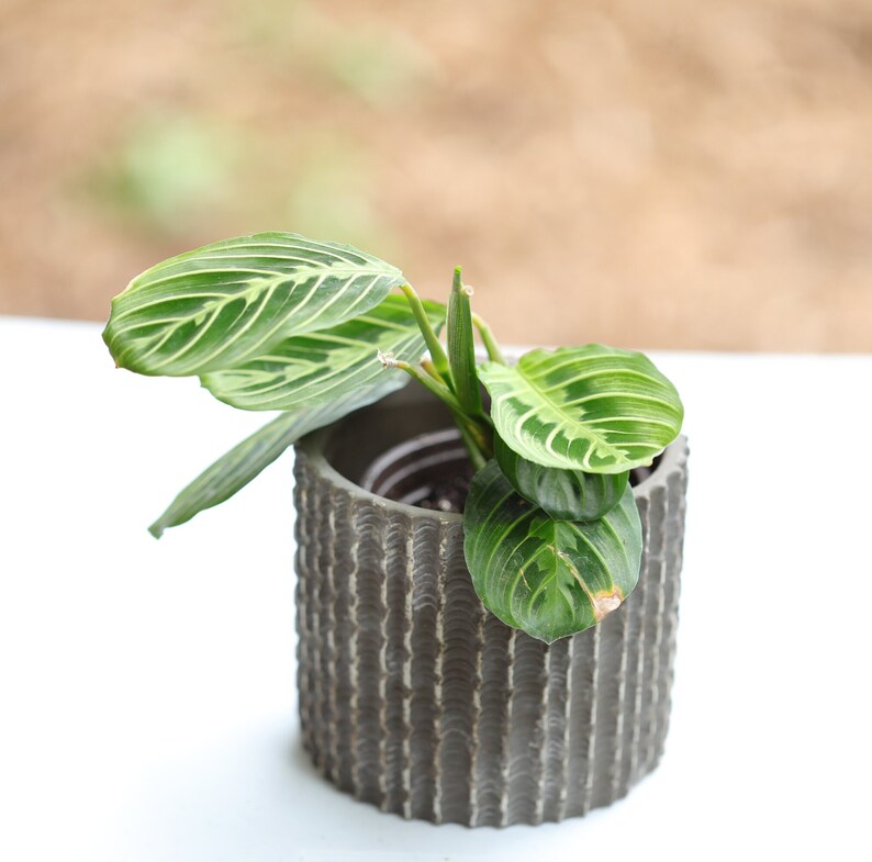 Live Lemon Lime Prayer Plant 3” Pot - Maranta Leuconeura - Indoor Houseplant - Vibrant Green Foliage with Lemon Patterns