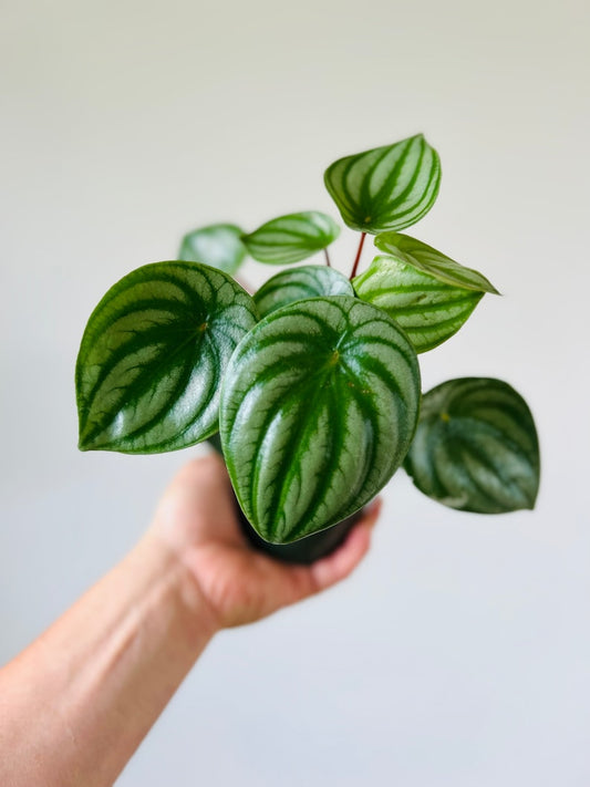 Watermelon Peperomia Plant - 4" Pot - Rare Tropical Houseplant - Peperomia argyreia - Unique Foliage, Easy Care Indoor Plant