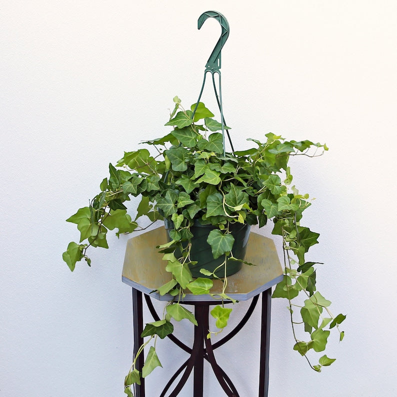 LIVE 8 Inch Ivy Plant Hanging Basket, Hedera Helix, Trailing Houseplant, Air Purifying Gift for Office or Home Decor