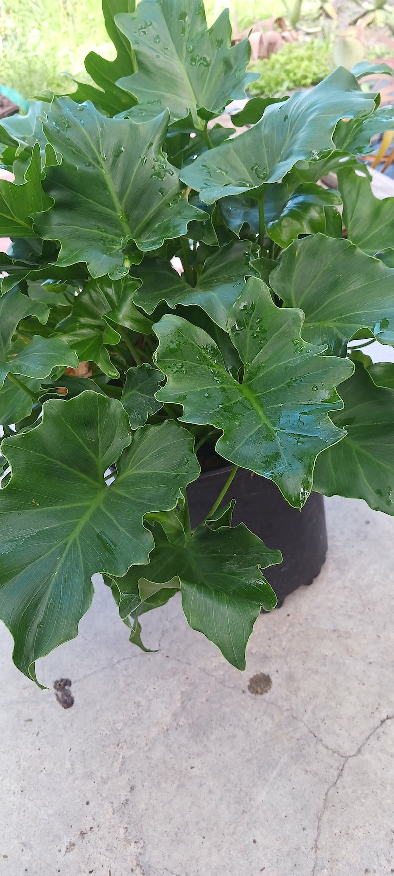 Philodendron Xanadu Plant - Large, Medium, Small Sizes - Thaumatophyllum xanadu - Tropical Houseplant for Indoor/Outdoor Use