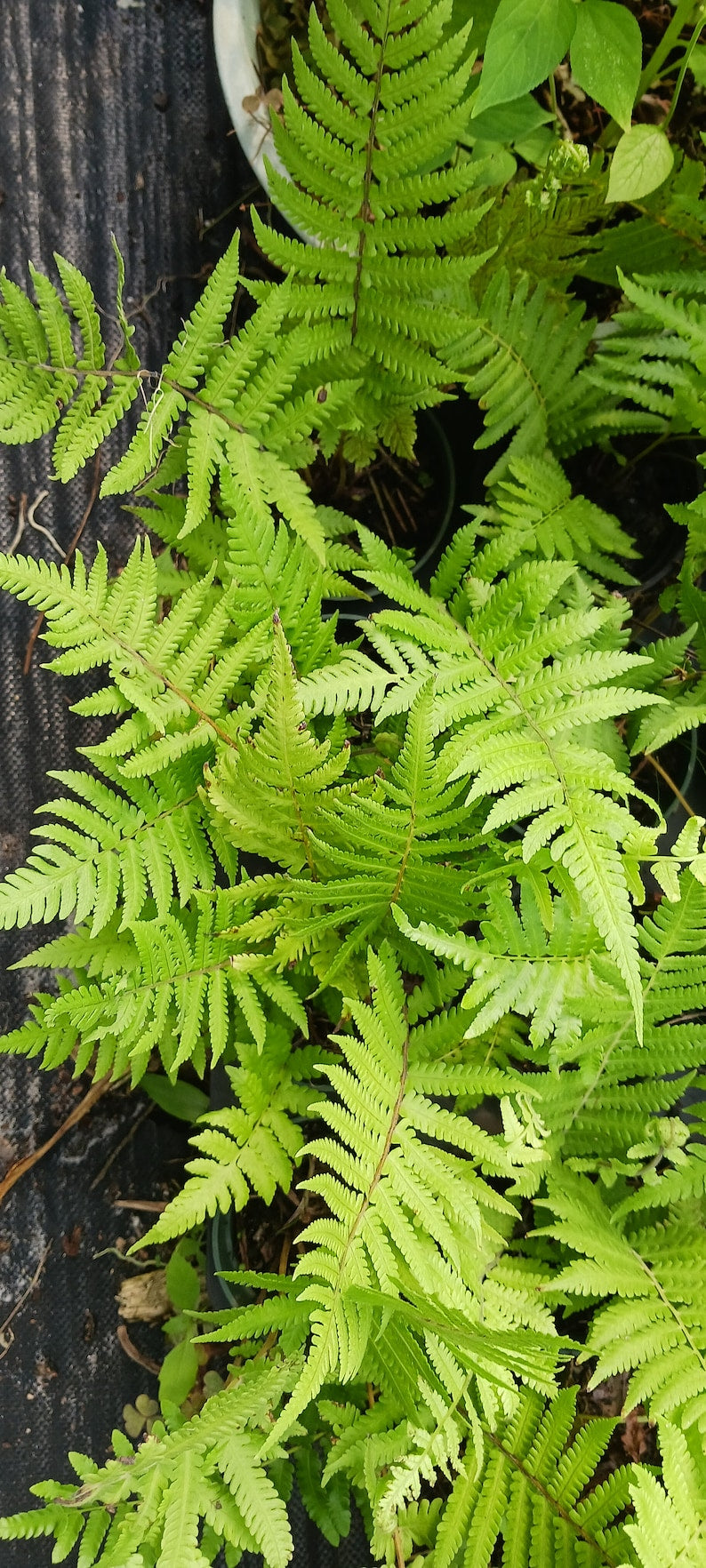Florida Shield Fern Plant - Medium & Large Sizes - Dryopteris ludoviciana - Tropical Accent for Indoor/Outdoor Gardening
