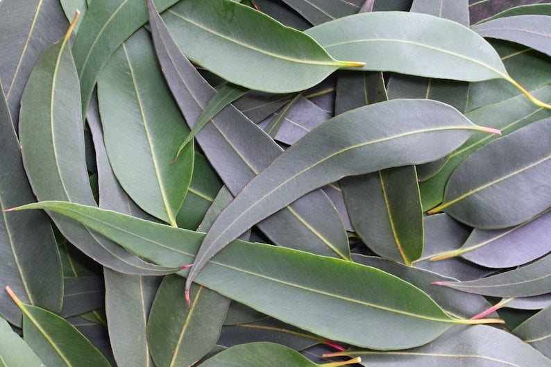 Fresh Eucalyptus Leaves - 100+ Organic Stems for Home Decor, Crafts, Natural Remedies - Eucalyptus microtheca, Biodegradable