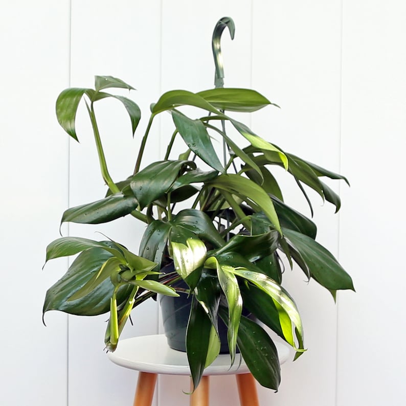 LIVE 8” Hanging Basket Philodendron Dragon Tail, Rare House Plant, Rhaphidophora Decursiva, Tropical Decor, Plant Lover Gift