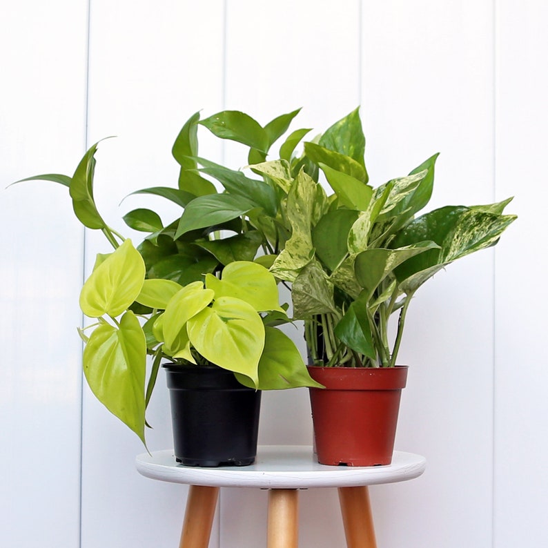 4" Live Pothos Combo - Neon, Jade, Golden & Marble Queen Varieties - Trailing Houseplants for Home & Office - Epipremnum Aurem