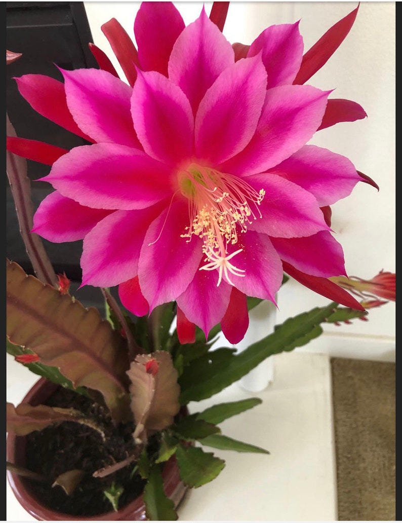 Epiphyllum Orchid Cactus - 2 Branches Live Plants in 4'' Pot - Gradient Pink & Red/Orange - Easy Care Indoor/Outdoor Gardening