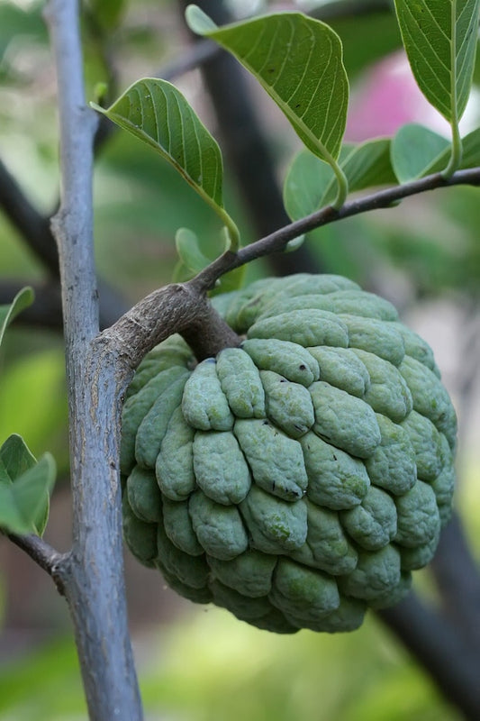 Sugar Apple Plant - Live Annona squamosa - Outdoor Grown - Minor Blemishes - Tropical Fruit Plant for Home Garden