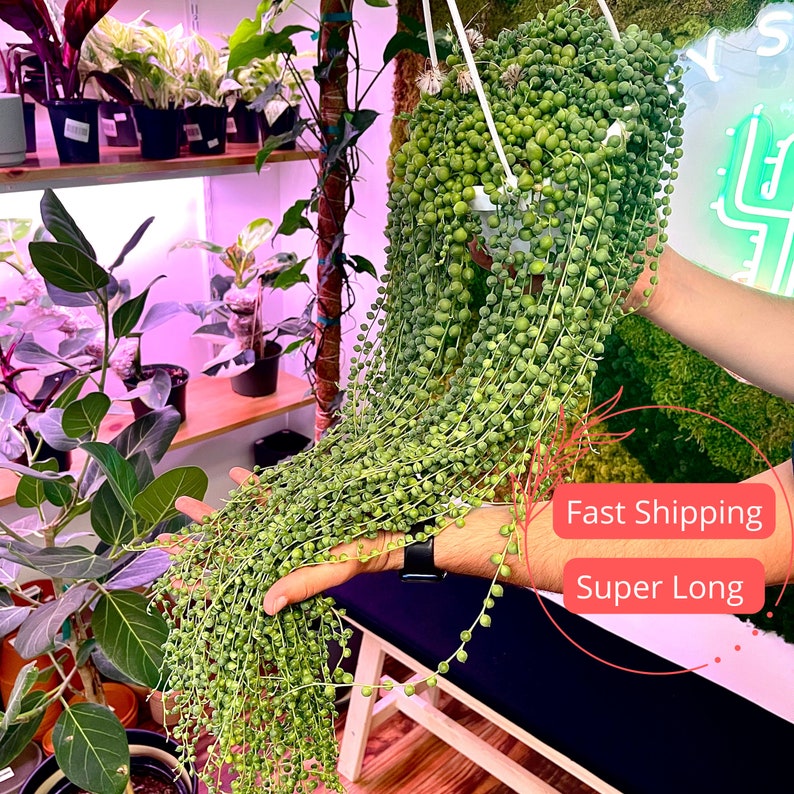 String of Pearls Plant | Fully Rooted Senecio Rowleyanus | Succulent Houseplant | 2-6" Starter Plant for Plant Lovers
