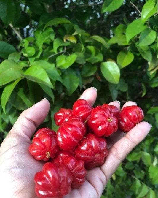 Surinam Cherry Plant 3ft in 3gal Pot - Eugenia uniflora - Fruiting Variety