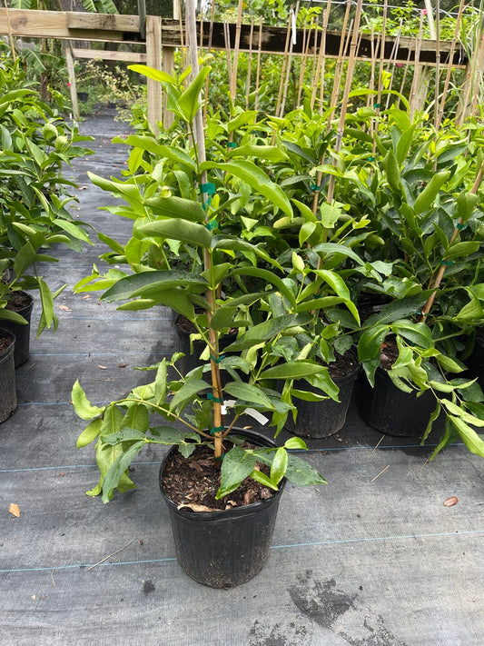 Wax Jambu Tree 2-3 Feet Tall Green Airlayered Syzygium samarangense - Potted with Soil, Fast Shipping