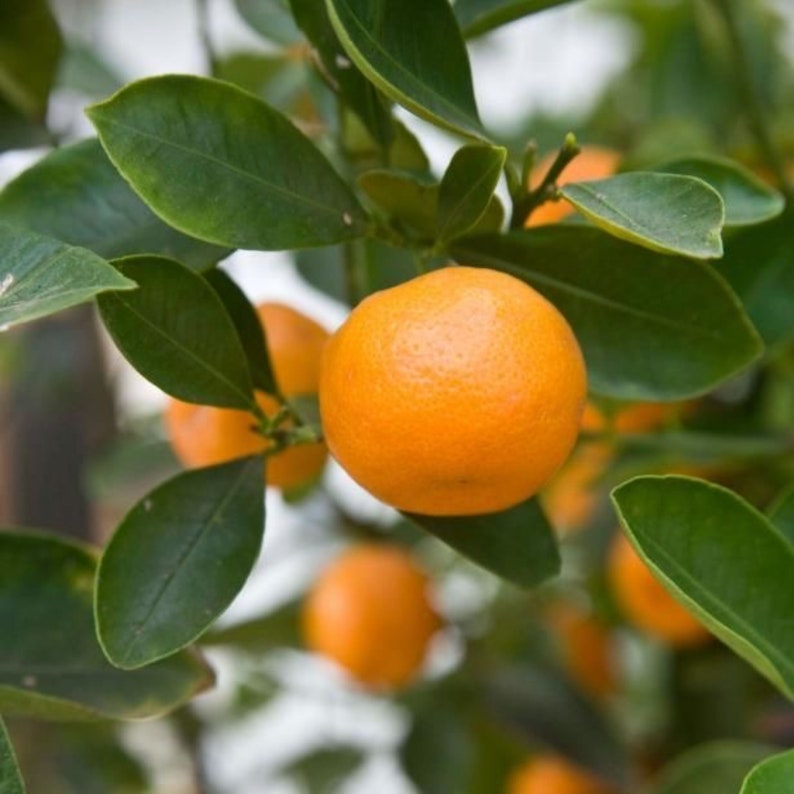 Satsuma Mandarin Orange Tree 3ft ‘Frost Owari’ Grafted Citrus, Seedless Sweet Fruit, Cold Hardy - No Shipping CA, AZ