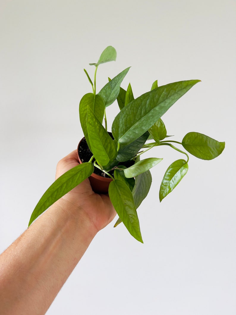 Pothos Cebu Blue Plant - 3” Rare Epipremnum aureum - Tropical Houseplant with Silvery Blue Leaves - Easy Care Indoor Plant