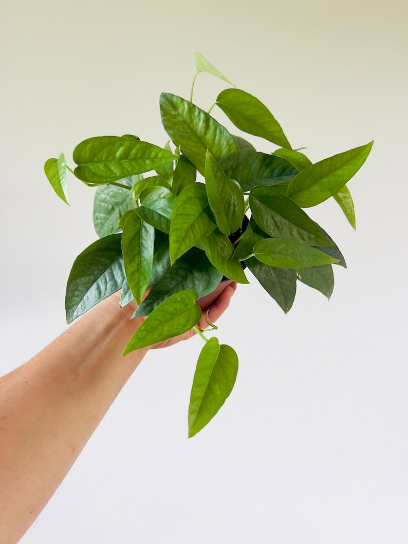 Pothos Cebu Blue Plant - 4” Pot - Epipremnum Pinnatum Cebu Blue - Live Houseplant with Silvery Blue Leaves
