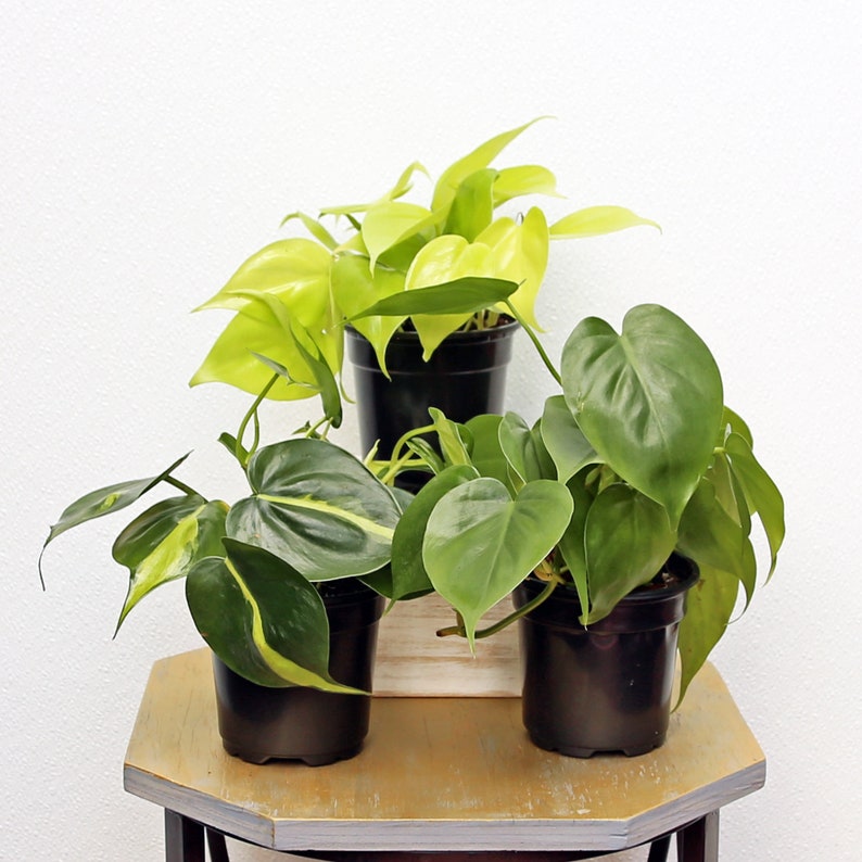 Philodendron Live Plants Combo Set - 3 Varieties: Neon, Brazilian, Heartleaf - 4 Inch Pots - Philodendron spp. for Home Decor