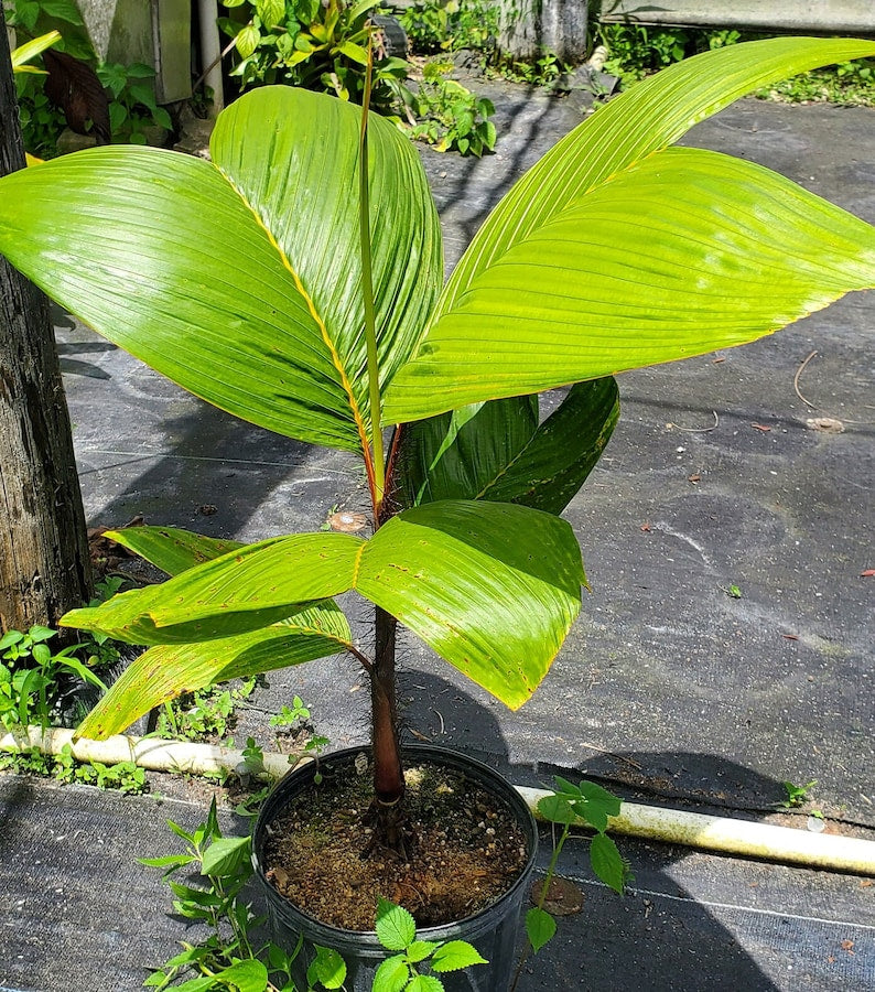 Stilt Palm Live Plant - Verschaffeltia splendida - Outdoor Grown - Minor Blemishes - Tropical Houseplant