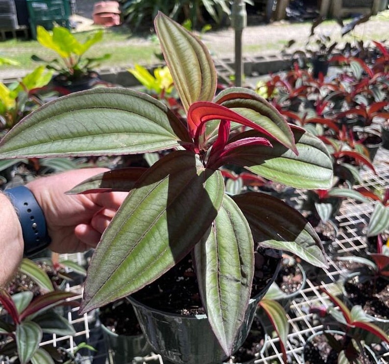 Medinilla Live Plant - Gregori Hambali Variety - Tropical Houseplant - Medinilla Gregori