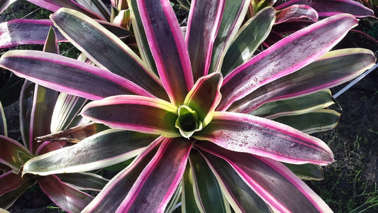 Bromeliad Live Plant - Neoregelia Raphael - Outdoor Grown - Tropical Houseplant - Pest Inspected - Hardy Green Foliage