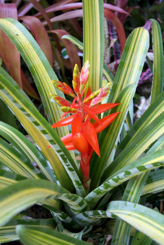 Bromeliad Plant Aechmea Zebrina Orange - Live Outdoor Plant, Tropical Houseplant, Decorative Foliage
