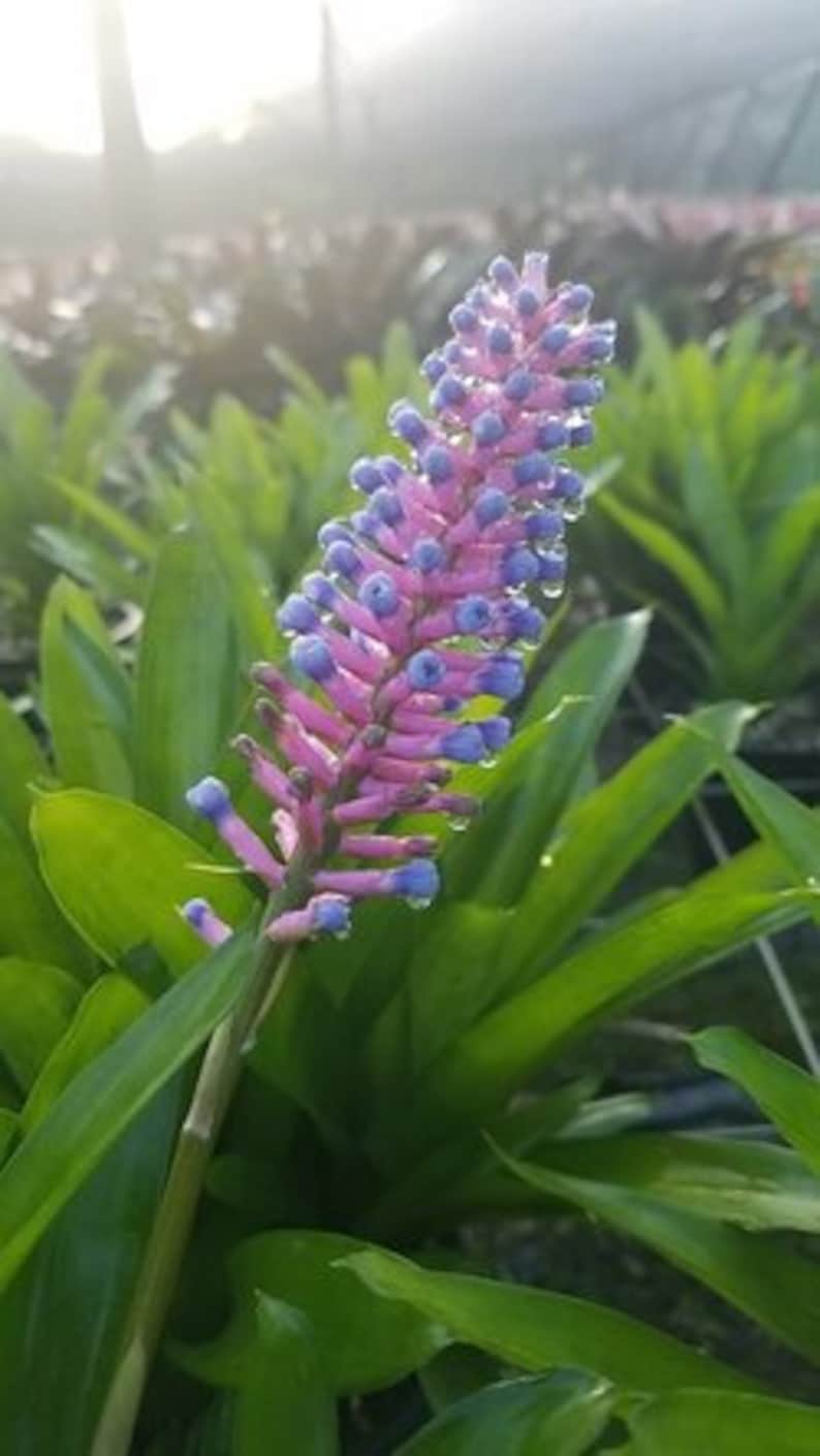 Matchstick Bromeliad Live Plant - Aechmea gamosepala - Outdoor Grown - Minor Blemishes - Tropical Houseplant