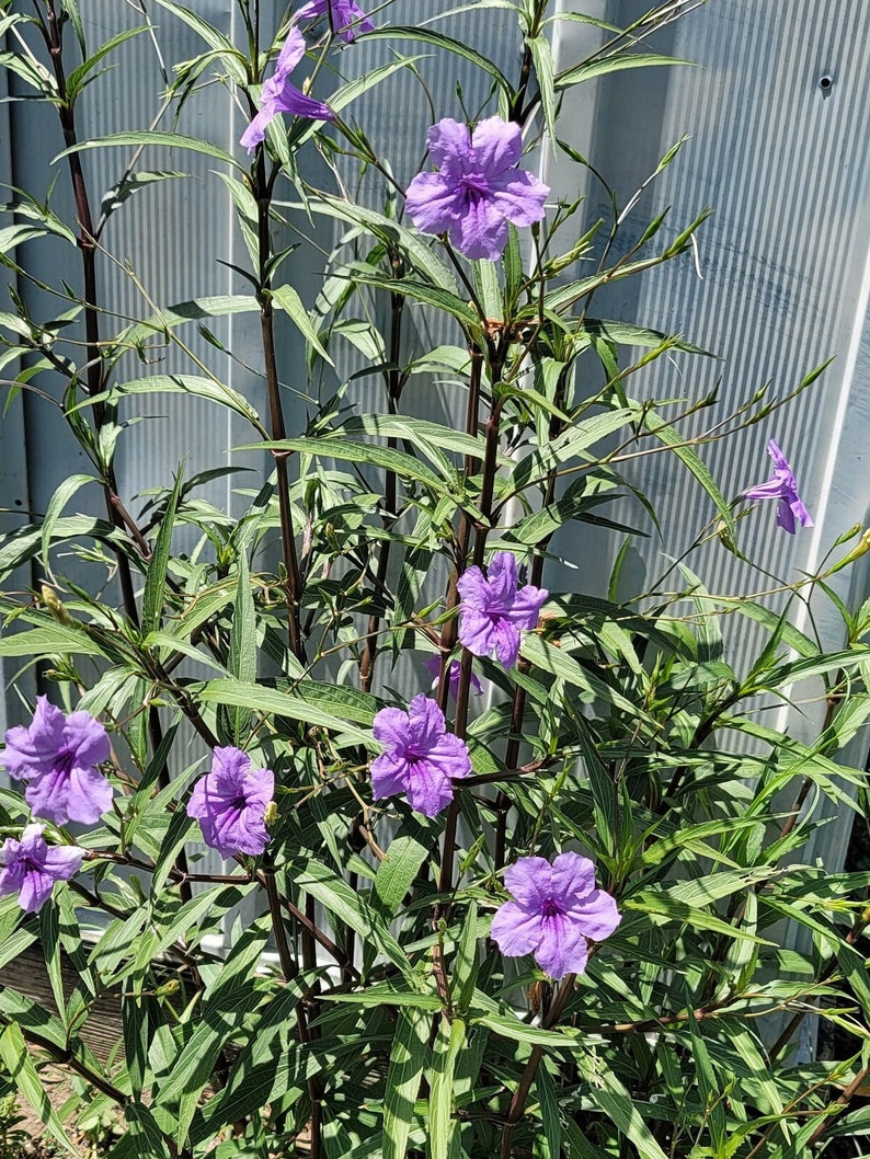 Live Mexican Petunia Plant - Ruellia simplex - 11-18 inches - Flowering Acanthaceae Species
