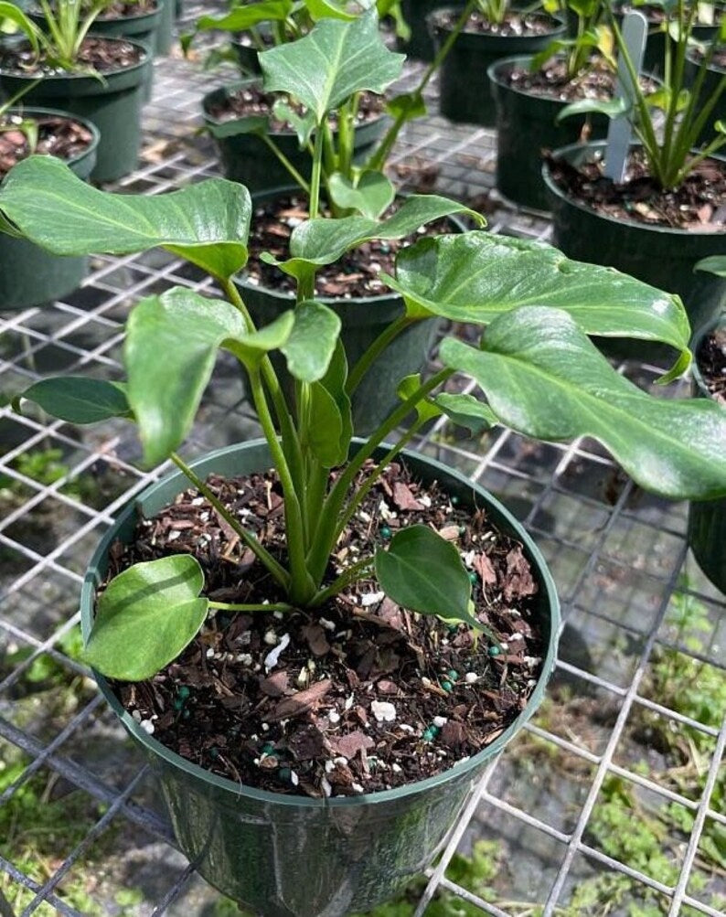 Philodendron Deja Vu Live Plant - Tropical Indoor Greenery - Philodendron spp. - Outdoor Grown with Minor Blemishes