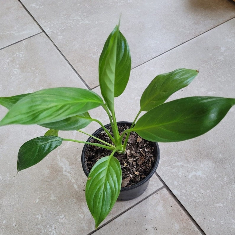 Spathiphyllum Peace Lily Houseplant 5-10in Evergreen Perennial Indoor Plant - Ideal Low Light, Low Water Requirement