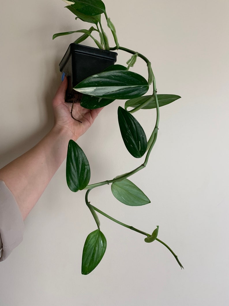Philodendron Standleyana Albo - Well Rooted Houseplant - Variegated Green and White Foliage - Philodendron standleyana