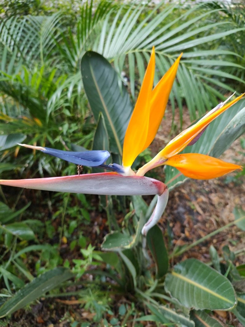 Bird of Paradise Plants - 3 Orange Strelitzia reginae - Tropical Crane Flower for Indoor/Outdoor Gardens