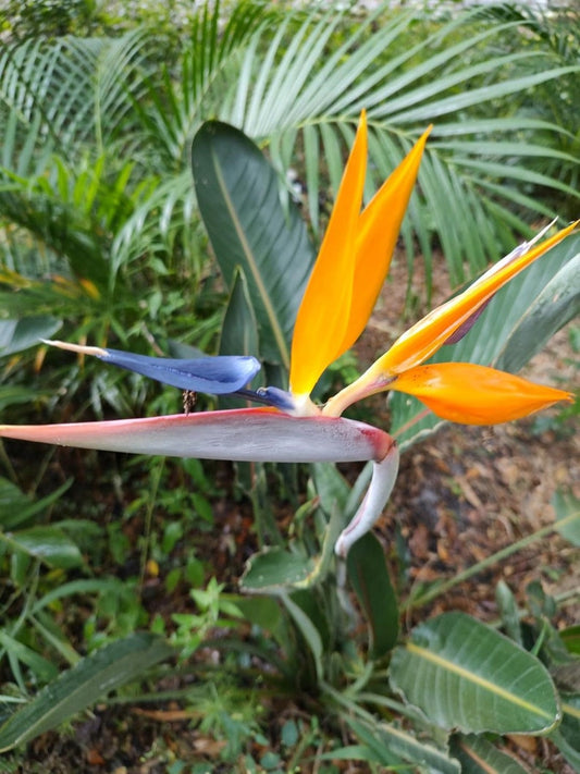 Bird of Paradise Plants - 3 Orange Strelitzia reginae - Tropical Crane Flower for Indoor/Outdoor Gardens