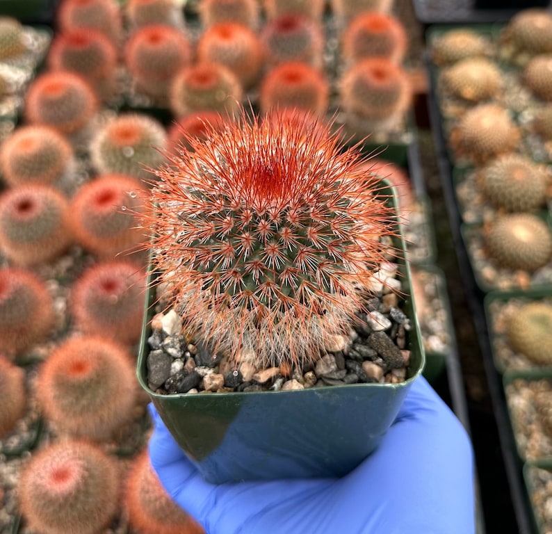 Mammillaria Spinosissima Cactus 3" Pot | Red-Headed Irishman | Spiny Pincushion | Mammillaria spinosissima