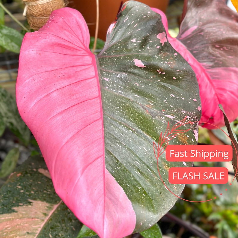 Philodendron Pink Princess Large Tissue Culture Starter Plant | Variegated Pink Princess | Rare Indoor Houseplant | Philodendron spp.