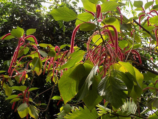 Acalypha hispida Live Plant - Chenille Plant - Outdoor Grown - Minor Blemishes - Ideal for Home & Garden Decor