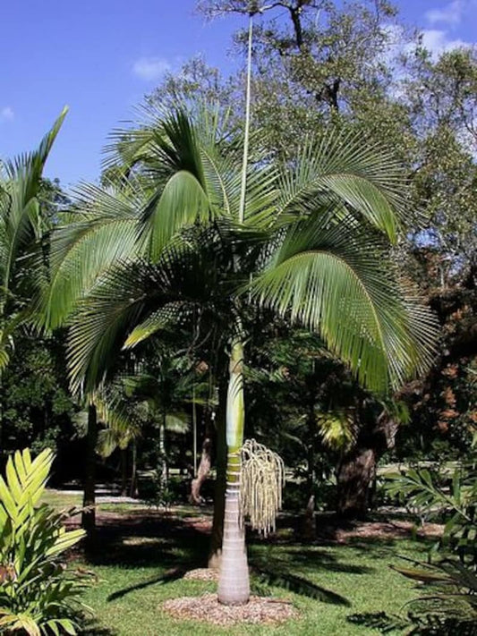 Archontophoenix myolensis Palm - Live Plant - Outdoor Grown - Minor Blemishes - Tropical Indoor Plant