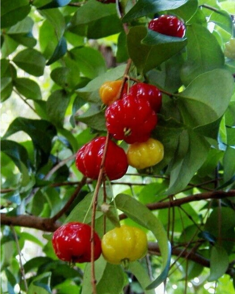 Surinam Cherry Tree Bushes 3ft+, Fruiting Variety, Eugenia uniflora, No Shipping to CA
