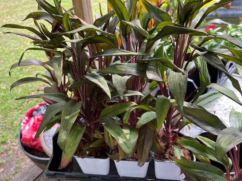 Hawaiian Ti Plant 12" Pot - Vibrant Green Leaves, Dracaena frangrans - Live Houseplant Shipped in Pot, Indoor Tropical Decor