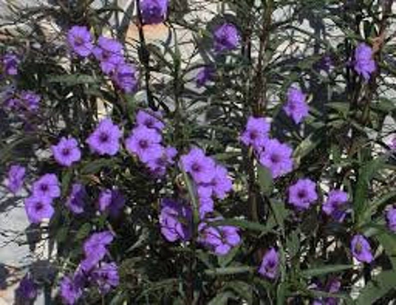 Purple Mexican Petunia Plugs (6) - Rooted Cuttings in Soil, Ruellia brittoniana, 12 Inches, Purple Flowering Plant