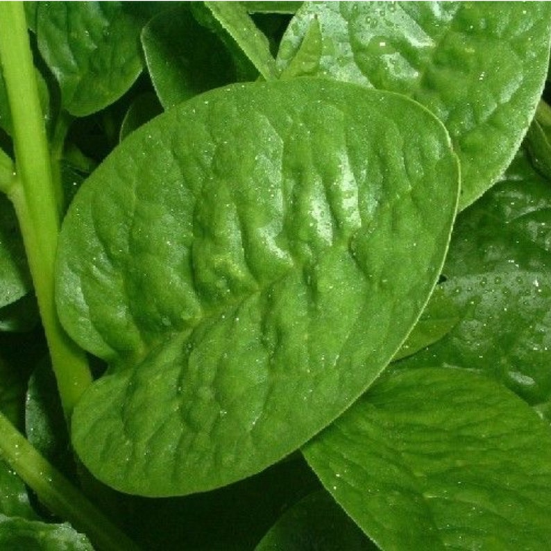 Green Malabar Spinach Seeds - 100+ Seeds - Basella alba - Nutrient-Rich Climbing Vegetable for Gardens