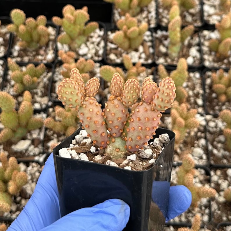 Mini Cinnamon Cactus 2" | Opuntia Rufida Minima | Reddish-Brown Pads | Unique Terrarium Plant