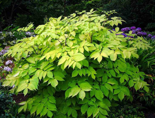 Aralia ‘Sun King’ Starter Plant 4” Pot - Golden Leaf Shade Plant - Deer Resistant - Hardy Zones 6-9 - Aralia spinosa