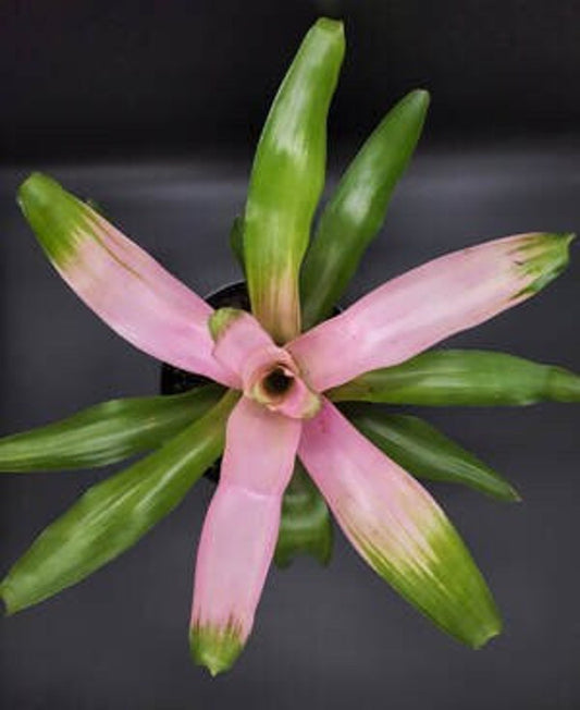 Bromeliad Plant - Neoregelia Cotton Candy - Live Tropical Houseplant - Easy Care, Outdoor Grown, Pest Inspected